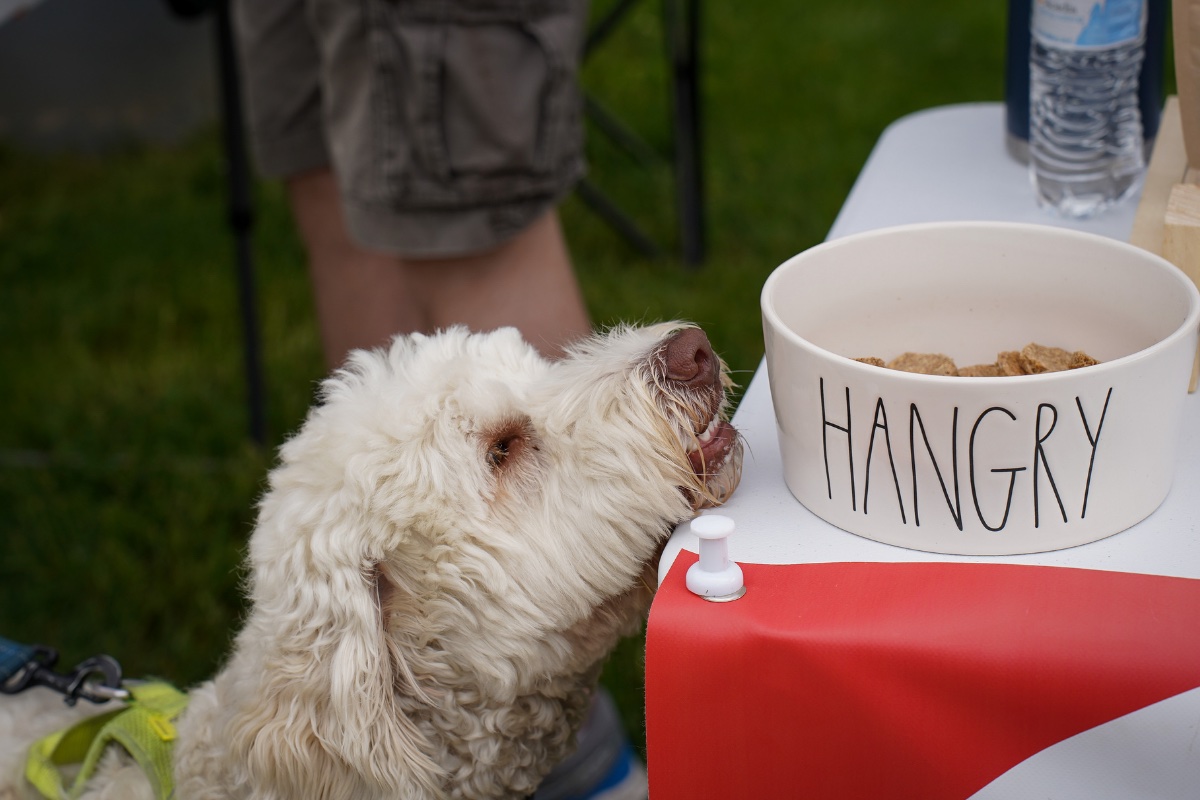 Will Run for Cookies A Winner! Dakin Humane Society